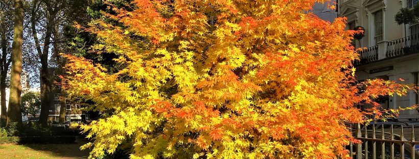 Autumn colours in London